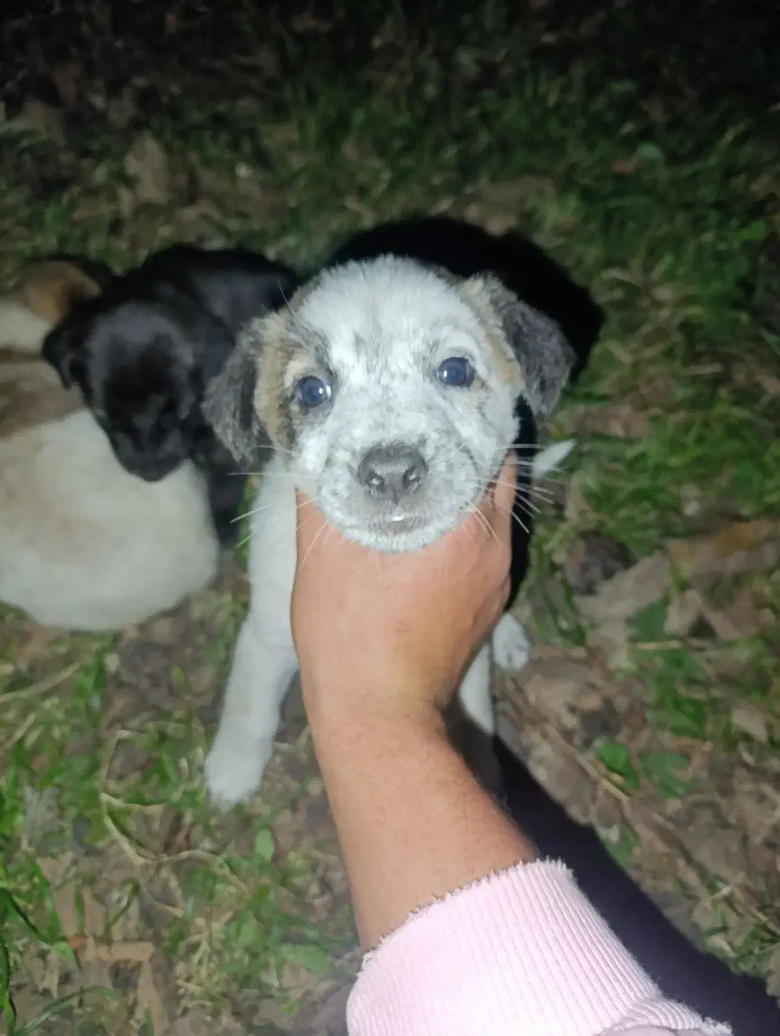 توله سرابی|سگ|اسالم, |دیوار