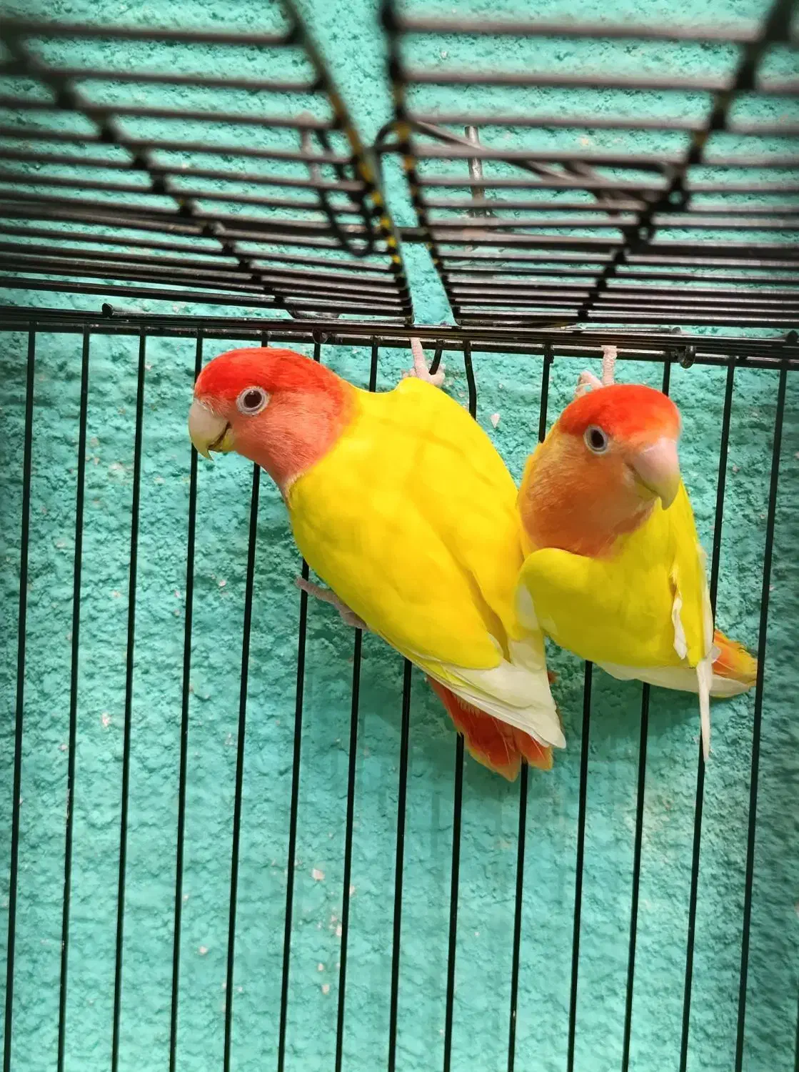 طوطی برزیلی مولد در رنگ های خاص|پرنده|قائمشهر, |دیوار