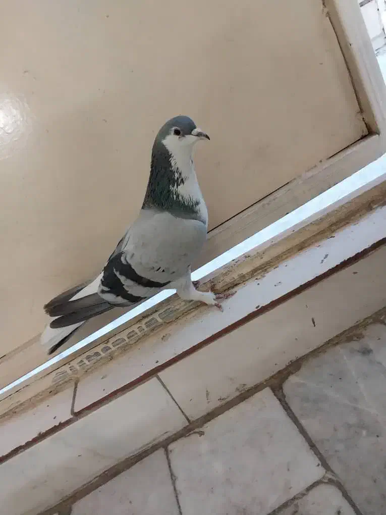 نرخرقه|پرنده|اصفهان, زاجان|دیوار