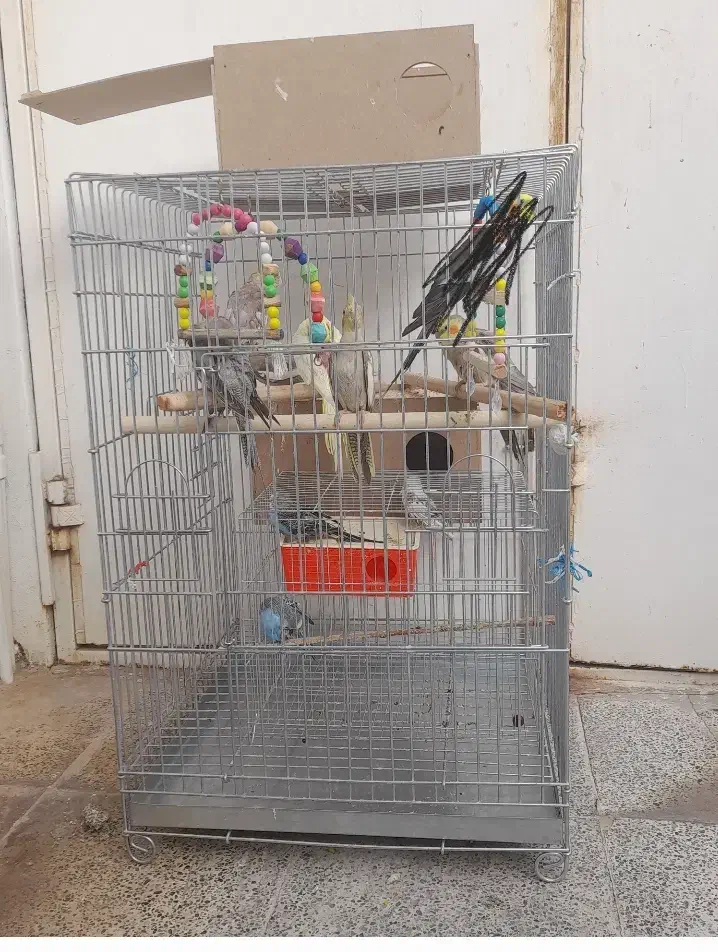 عروس هلندی|پرنده|مسجد سلیمان, |دیوار