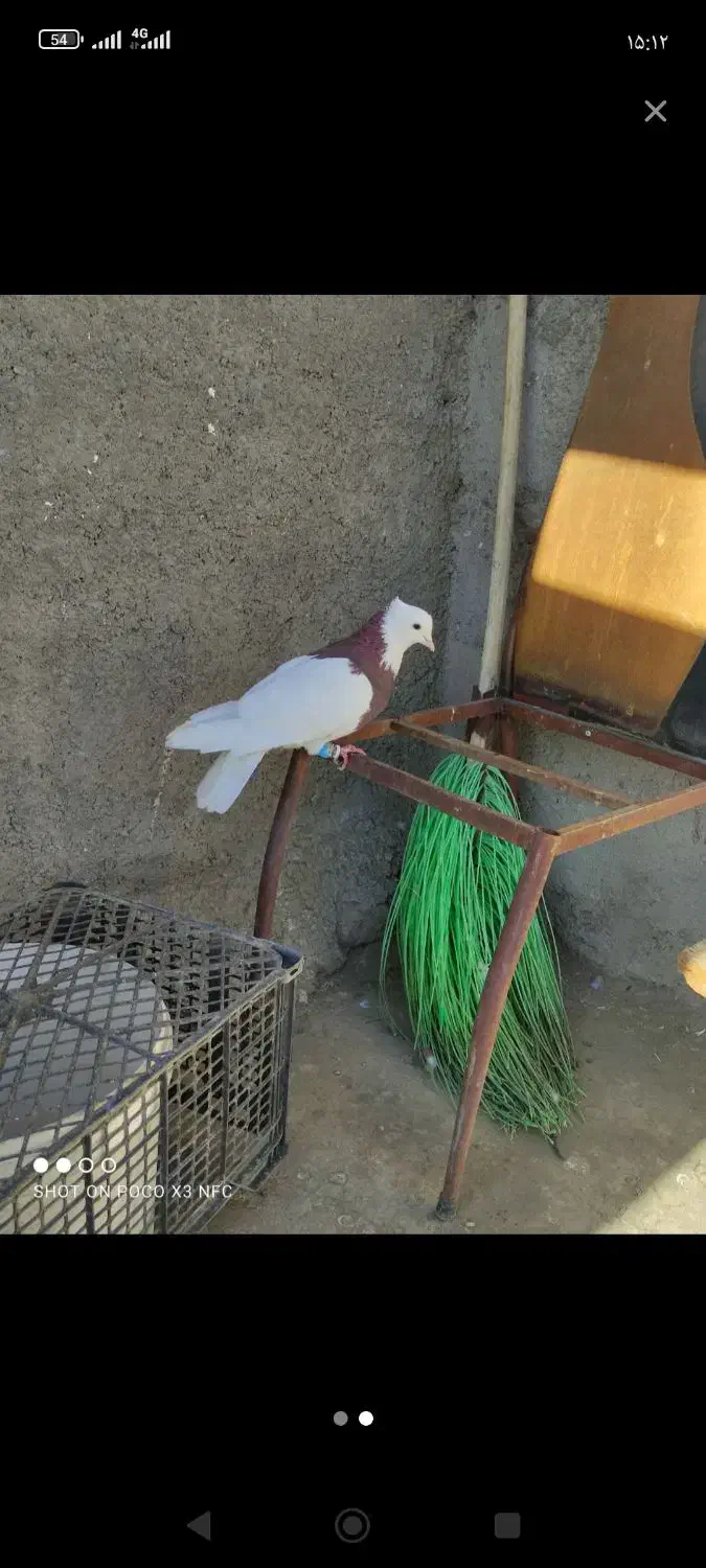 کفتر پرشی بومب قلدور صید|پرنده|مشهد, عیدگاه|دیوار