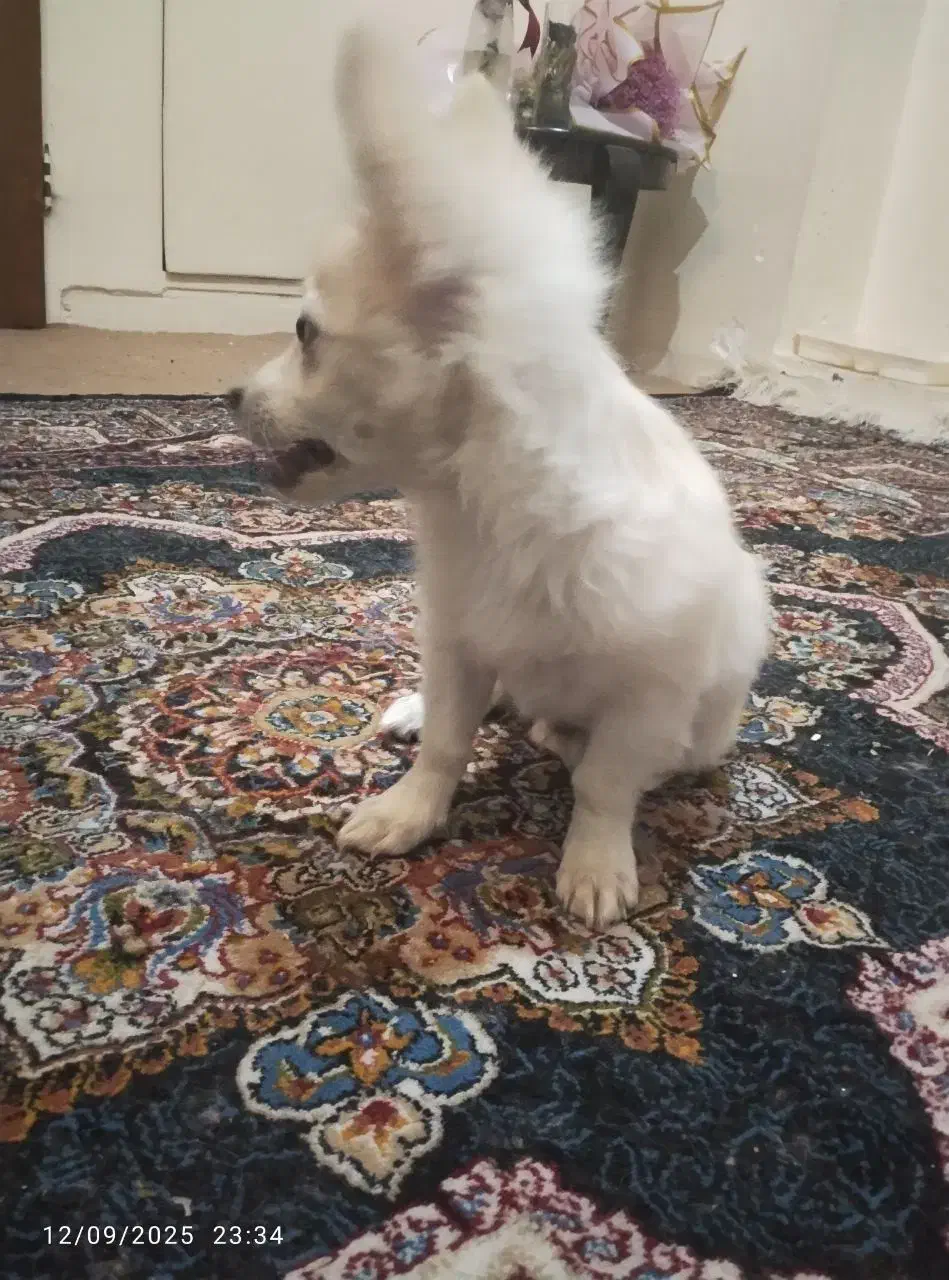 پامر روباهی|سگ|کرمان, |دیوار