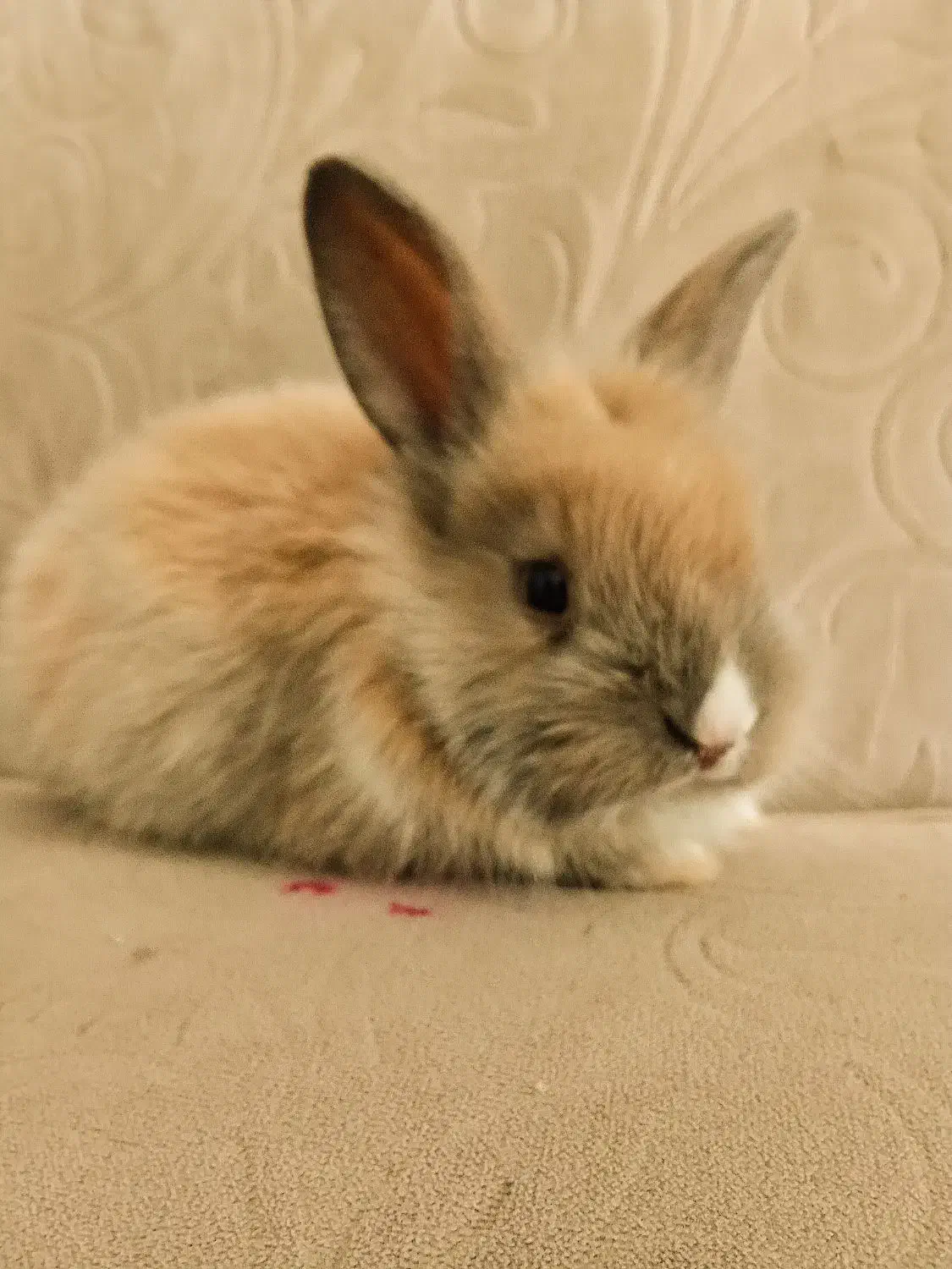 خرگوش|موش و خرگوش|رفسنجان, |دیوار