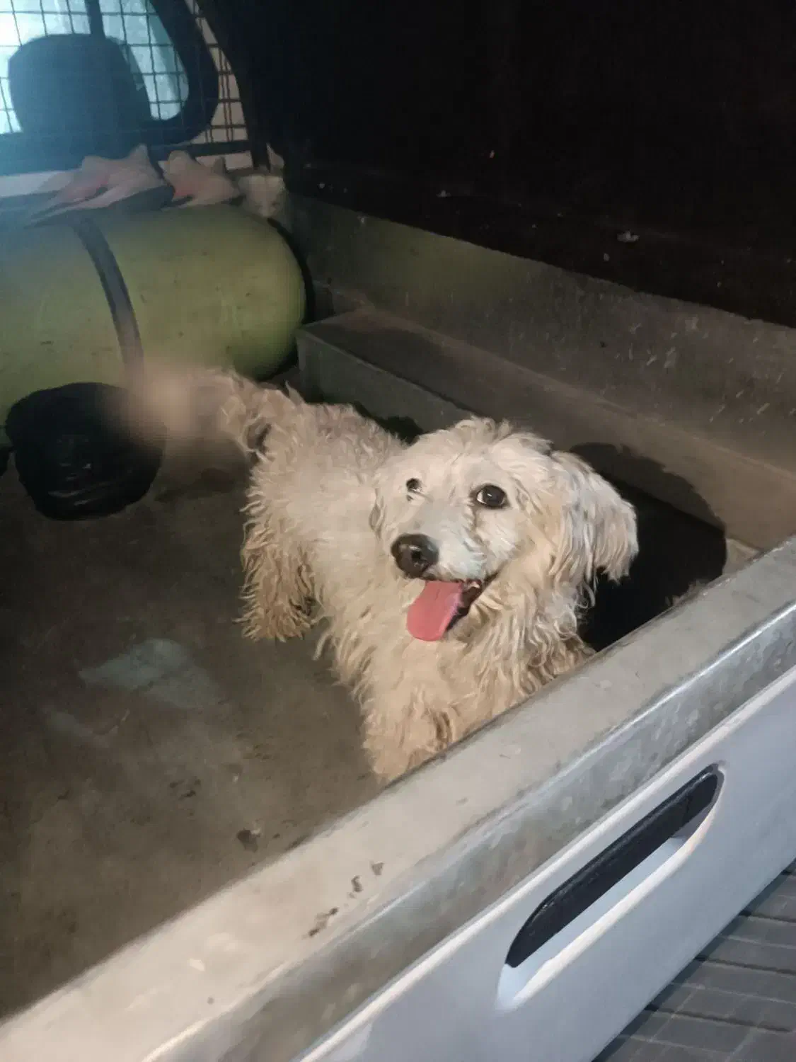 سگ پاکوتاه گمشده|حیوانات|تهران, زنجان جنوبی|دیوار