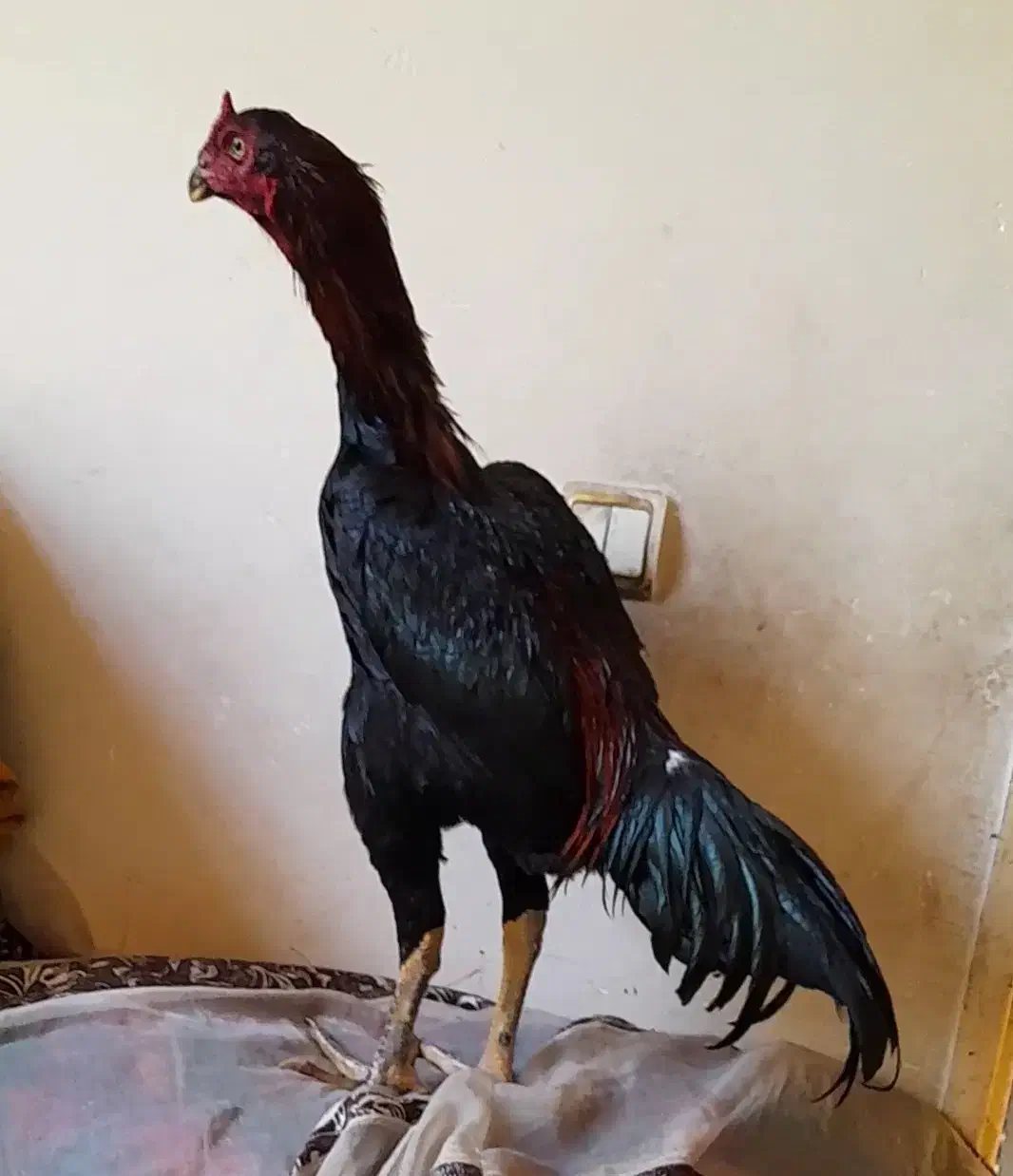 خروس لاری ۸ماهه|حیوانات مزرعه|الوند, |دیوار