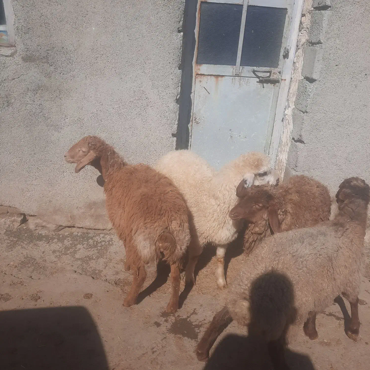 بره گوسفند بز|حیوانات مزرعه|کرمانشاه, |دیوار