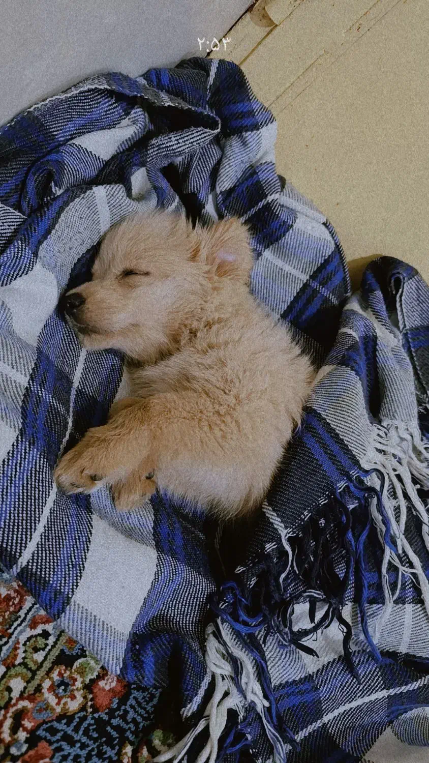 سگ شیتزو|سگ|کرمان, |دیوار