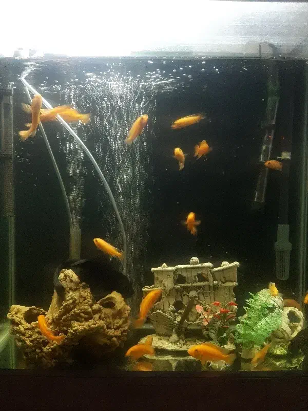 آکواریوم خم پمپ هوا ۲۰ عدد ماهی ماکرو زرد|ماهی|گلستان (تهران), |دیوار