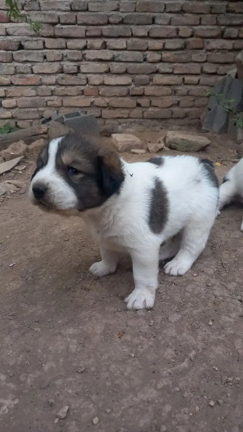 فروش توله نگهبان|سگ|بهشهر, |دیوار