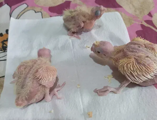 جوجه عروس|پرنده|اندیشه, اندیشه فاز ۱|دیوار