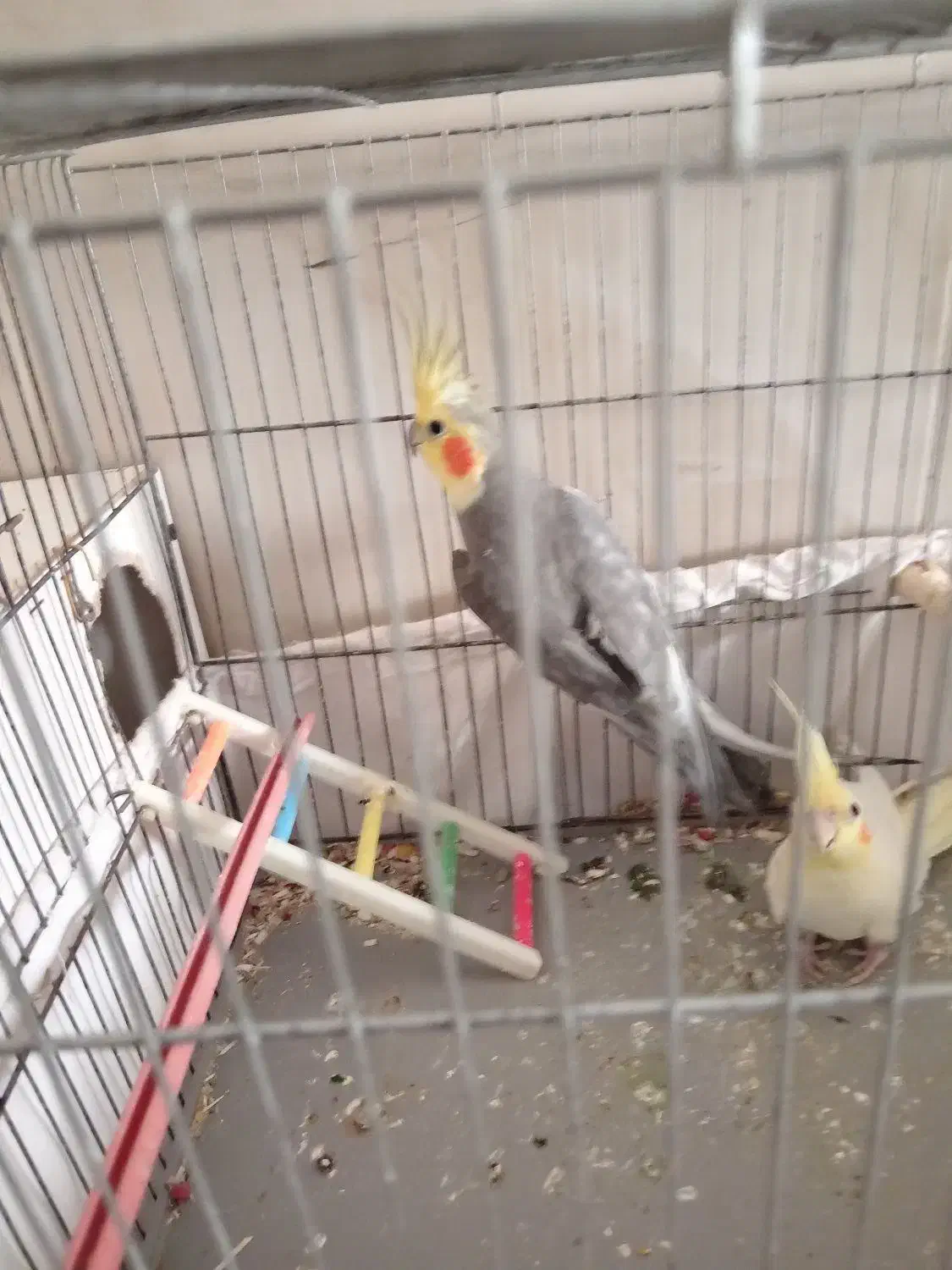 عروس هلندی|پرنده|سبزوار, شرق کال عیدگاه|دیوار