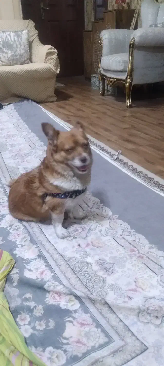 واگذاری سگ نژاد کورگی|سگ|ساری, |دیوار