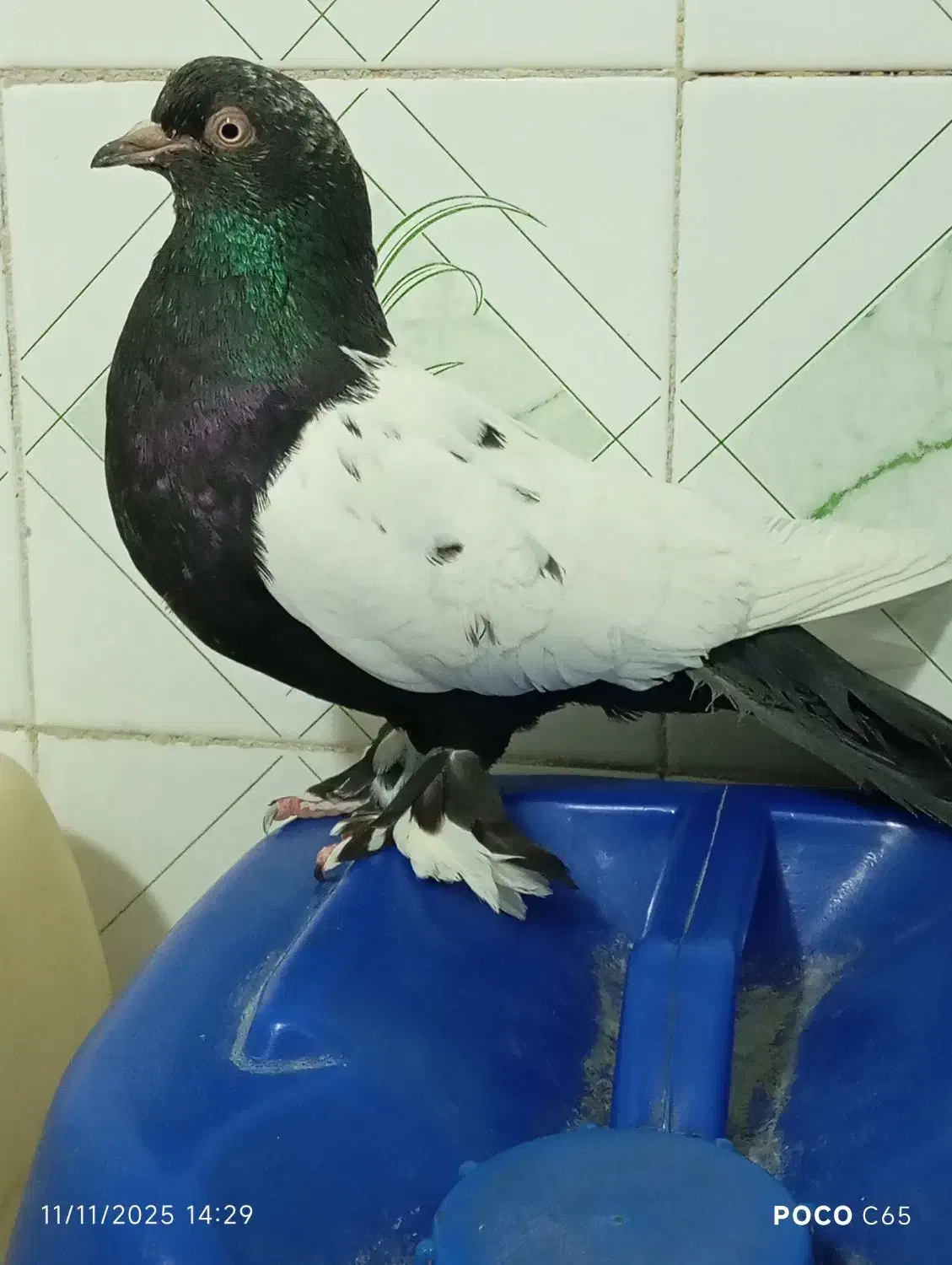 سینه سیاه|پرنده|خاش, |دیوار