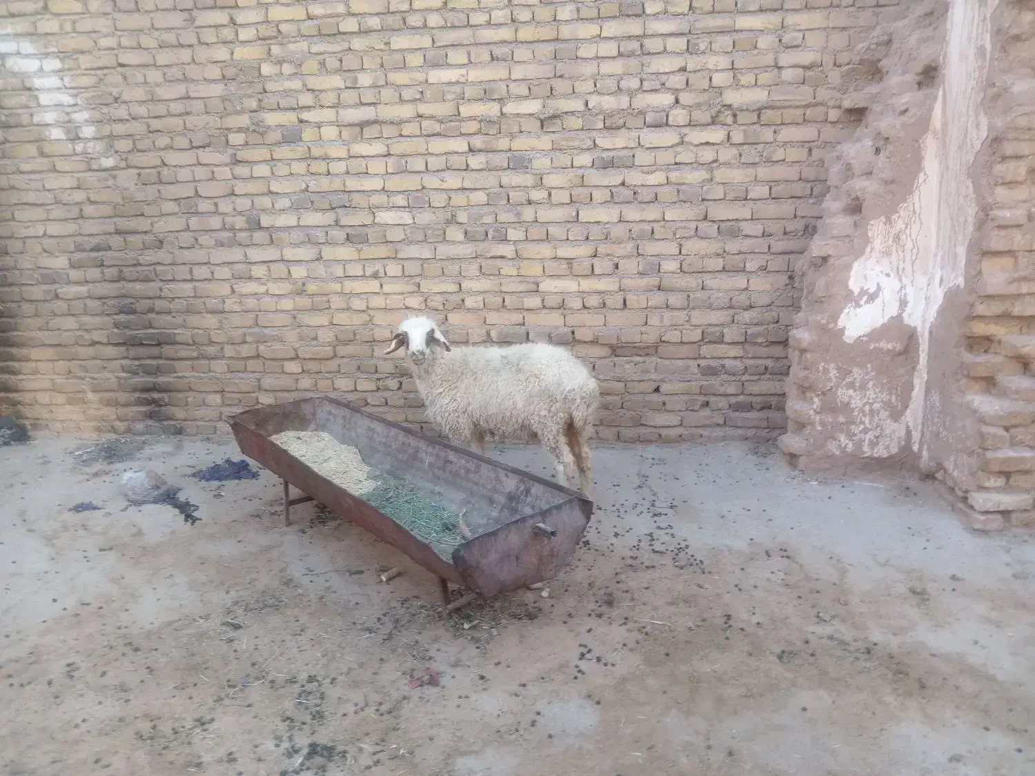 گوسفند|حیوانات مزرعه|تربت‌حیدریه, فرمانداری|دیوار