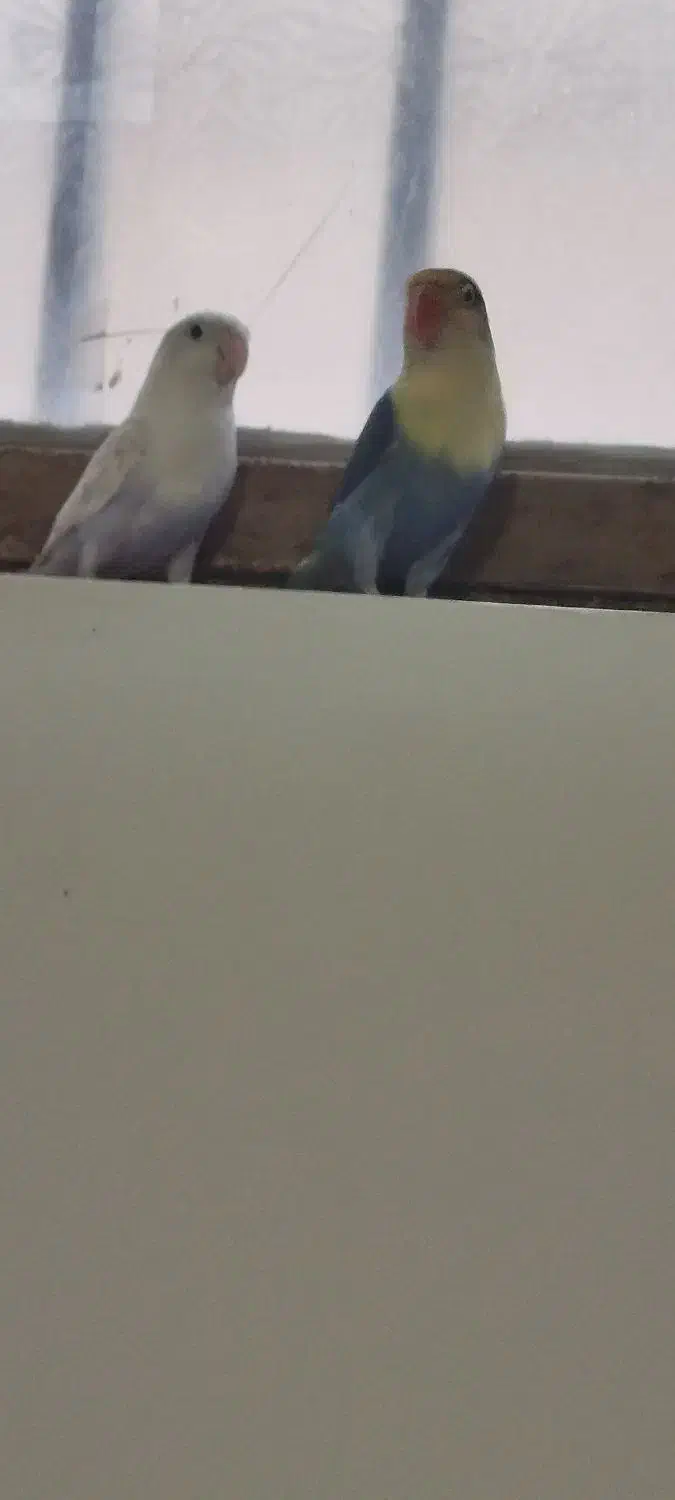 طوطی کوتوله|پرنده|زاهدان, |دیوار