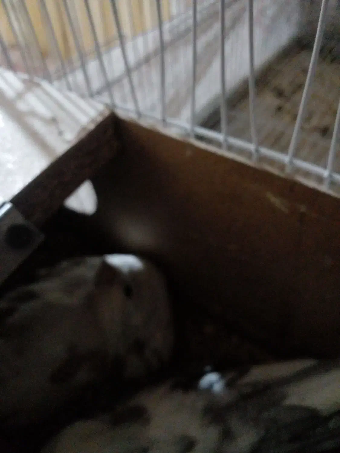 عروس هلندی مولد همراه تخم وجوجه|پرنده|زبرخان, |دیوار