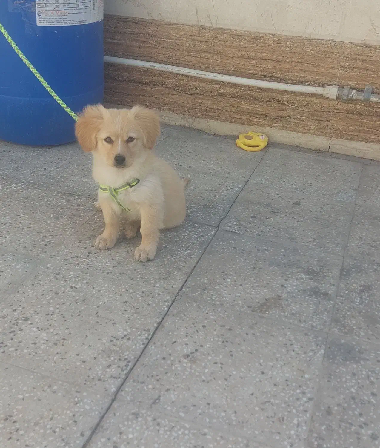 سگ اشپیتز|سگ|گرمسار, |دیوار