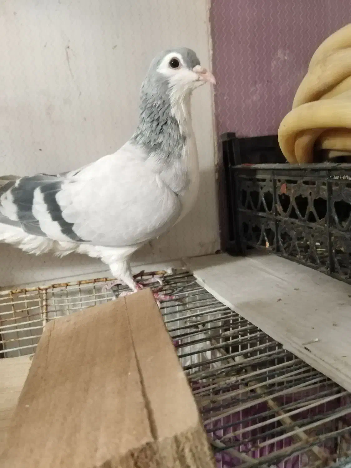 یک کبوترماده ویک جفت خال|پرنده|نیشابور, فخریه|دیوار