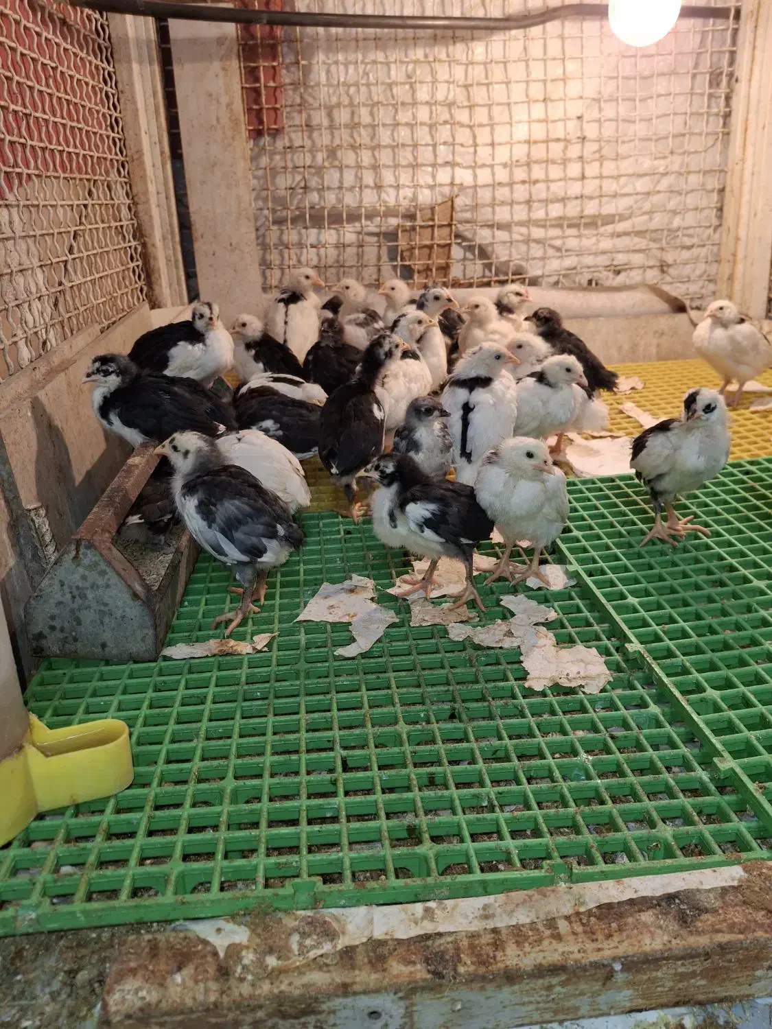 جوجه گلین|حیوانات مزرعه|چغادک, |دیوار