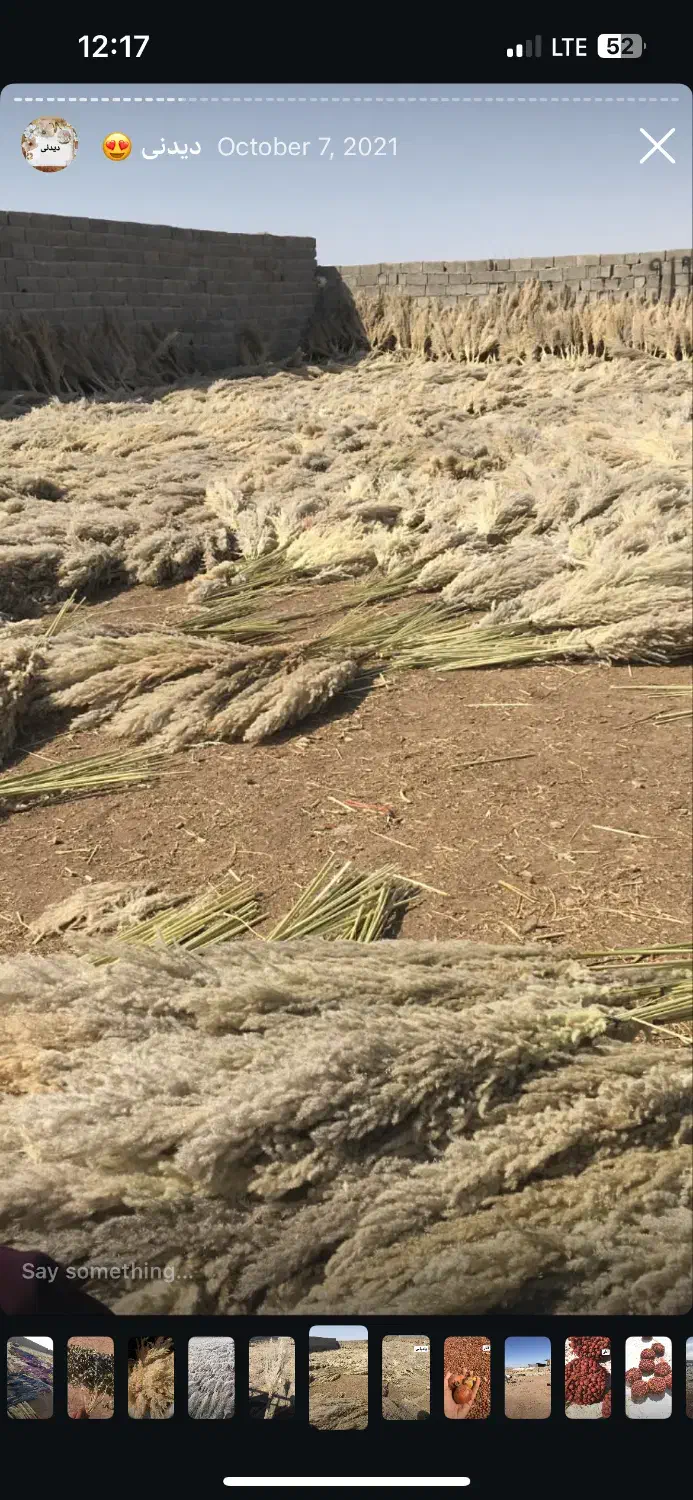 پامپاس به صورت عمده|گل و گیاه طبیعی|گلستان (تهران), |دیوار