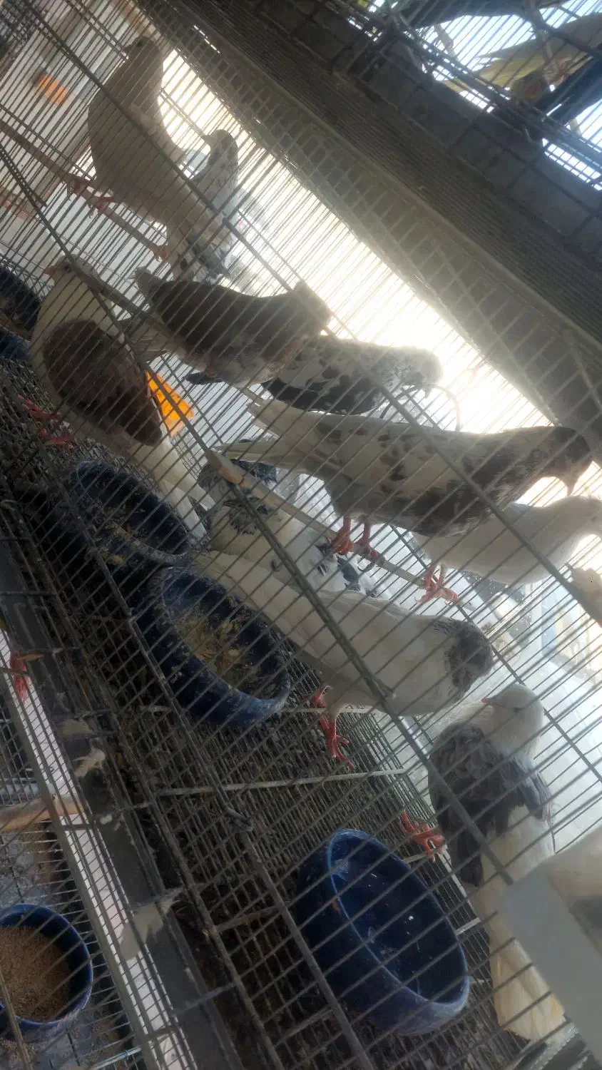 تعدادی کبوتر پرشی|پرنده|هشتگرد, شهرک اداری|دیوار