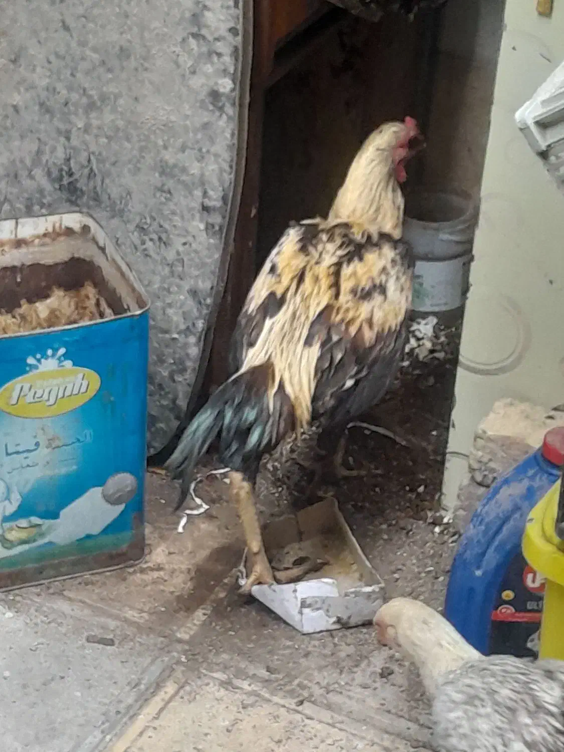 خروس لاری اصیل|حیوانات مزرعه|نسیم‌شهر, |دیوار