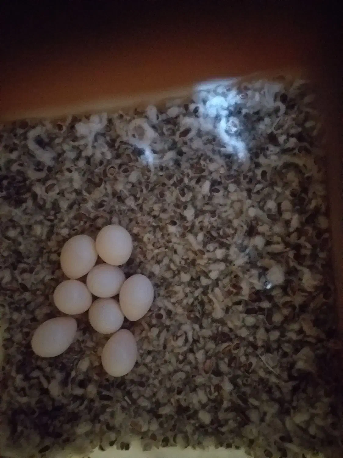 سلام یک جفت فنج کرم لایت|پرنده|شیراز, مسلم|دیوار