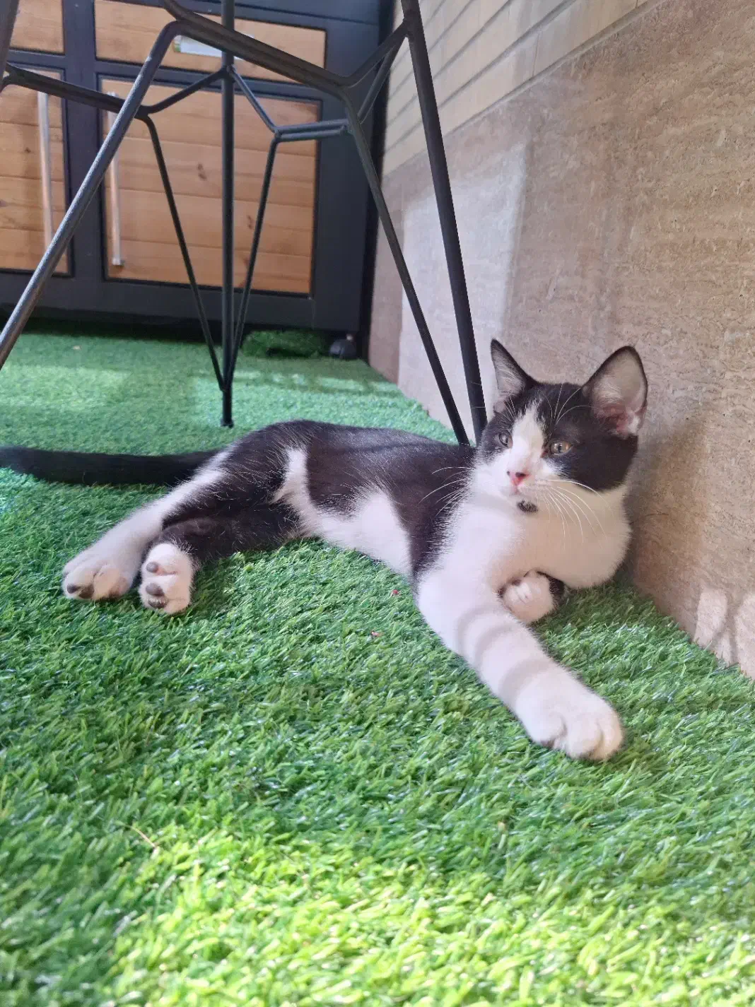 واگذاری گربه میکس بریتیش|گربه|اصفهان, باغ گلها|دیوار