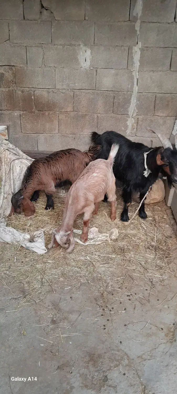 بز ک بیگ|حیوانات مزرعه|اندیکا, |دیوار