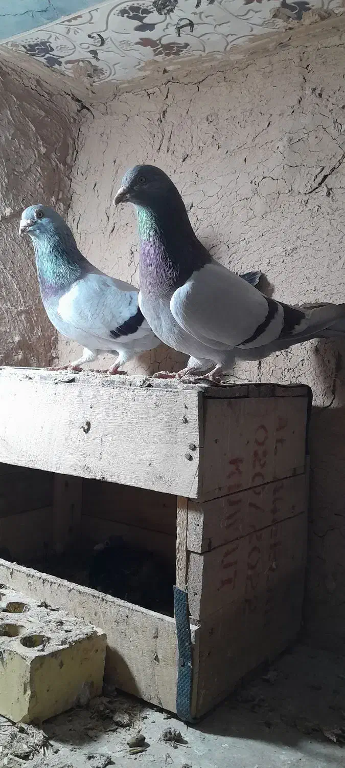 کبوتر|پرنده|امیدیه, |دیوار