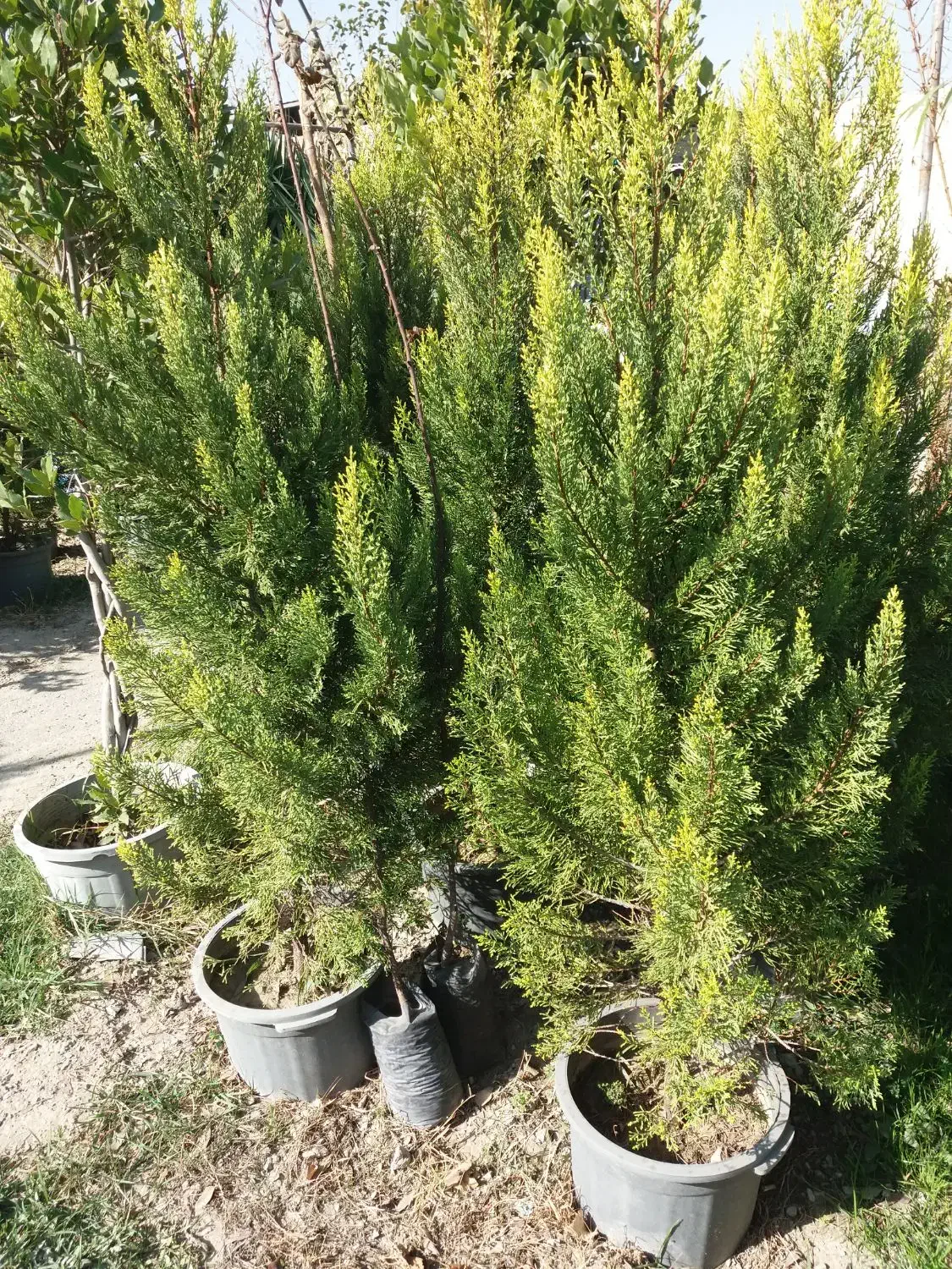 انواع نهال ، گل ، گلدان ،کود|گل و گیاه طبیعی|فلاورجان, |دیوار