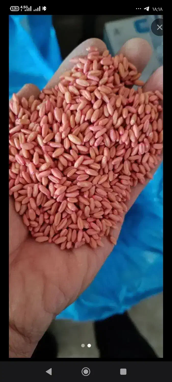 گندم  بذری|عمده‌فروشی|نورآباد, |دیوار