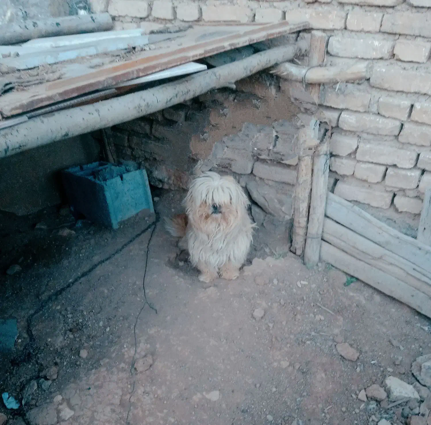 ....|سگ|بابا حیدر, |دیوار