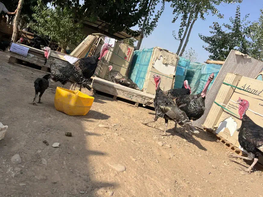 بوقلمون نرماده (با سگ خوب ادم گیر طاق میزنم )|حیوانات مزرعه|قزوین, |دیوار