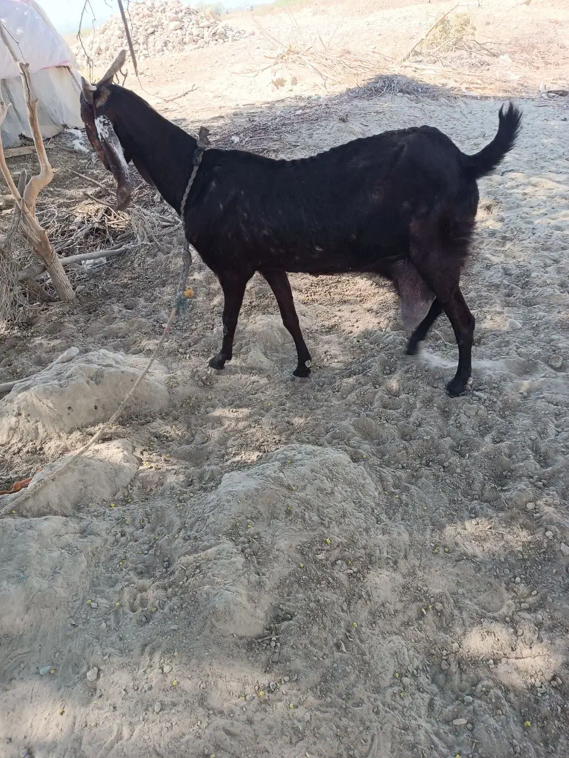 فروش بز ماده 13000000|حیوانات مزرعه|دشتیاری, |دیوار