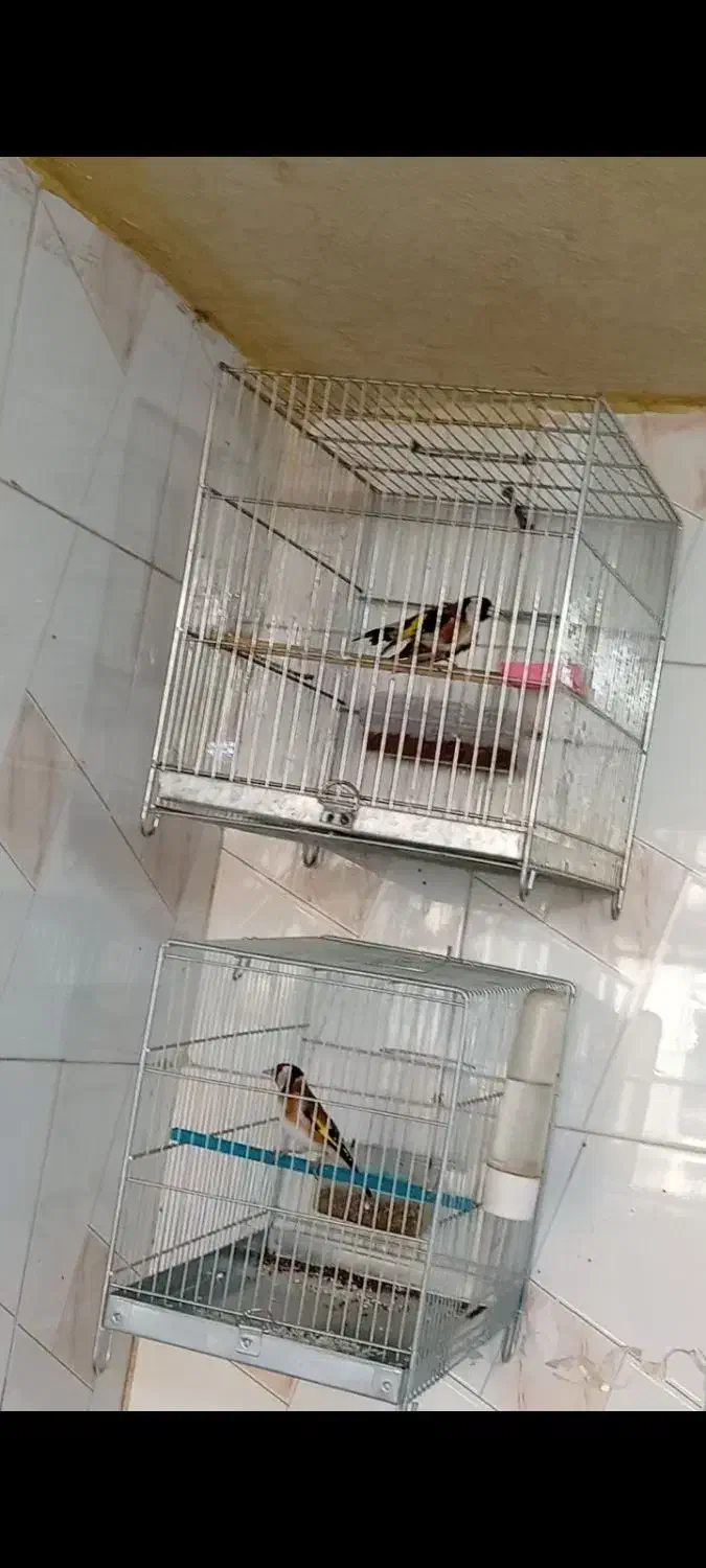 سهرههای اتیقه|پرنده|سنندج, |دیوار