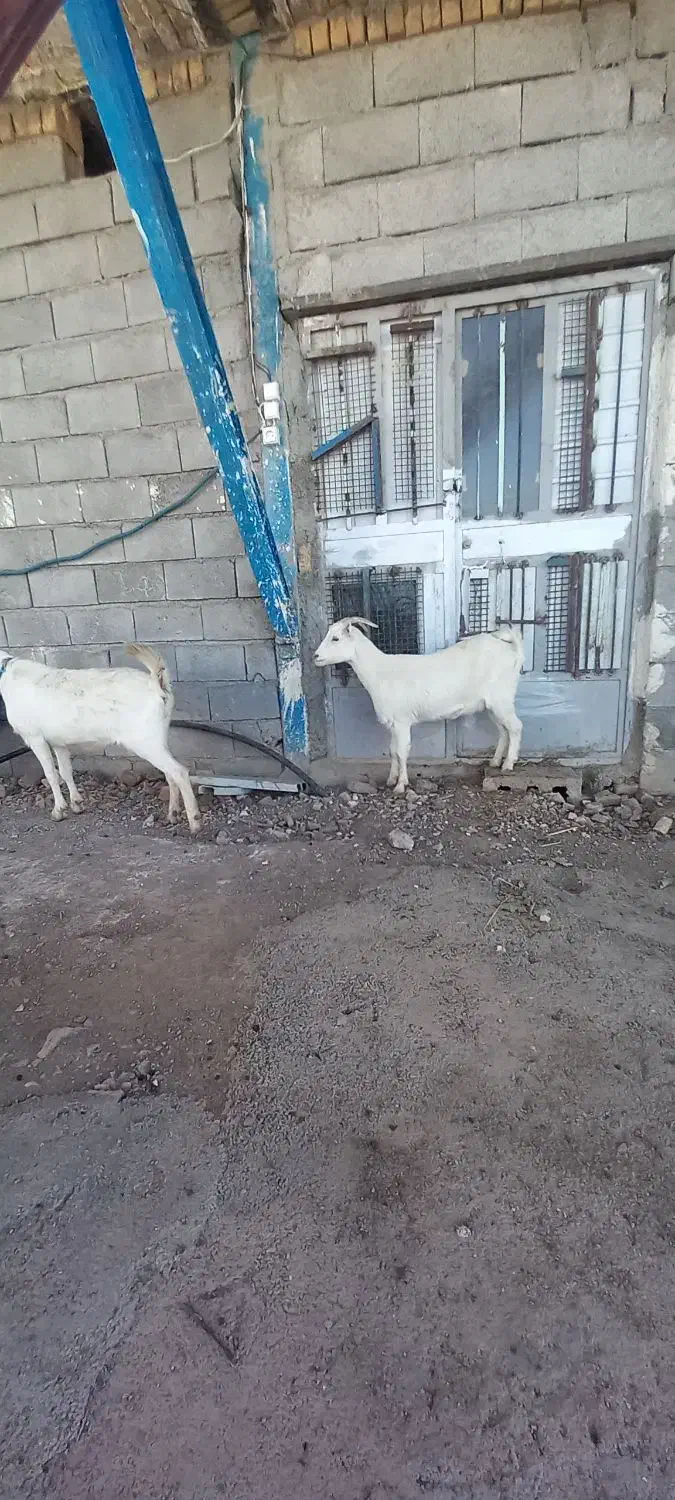 بزغاله عتیقه|حیوانات مزرعه|جوانرود, |دیوار