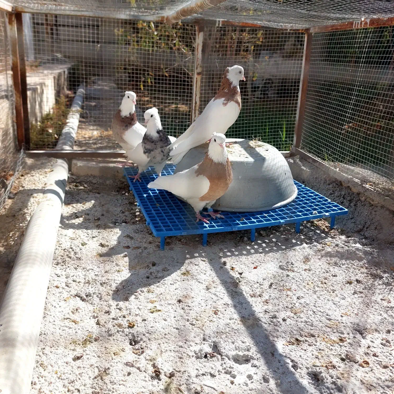 چهار عدد طوقی نر|پرنده|ابرکوه, |دیوار