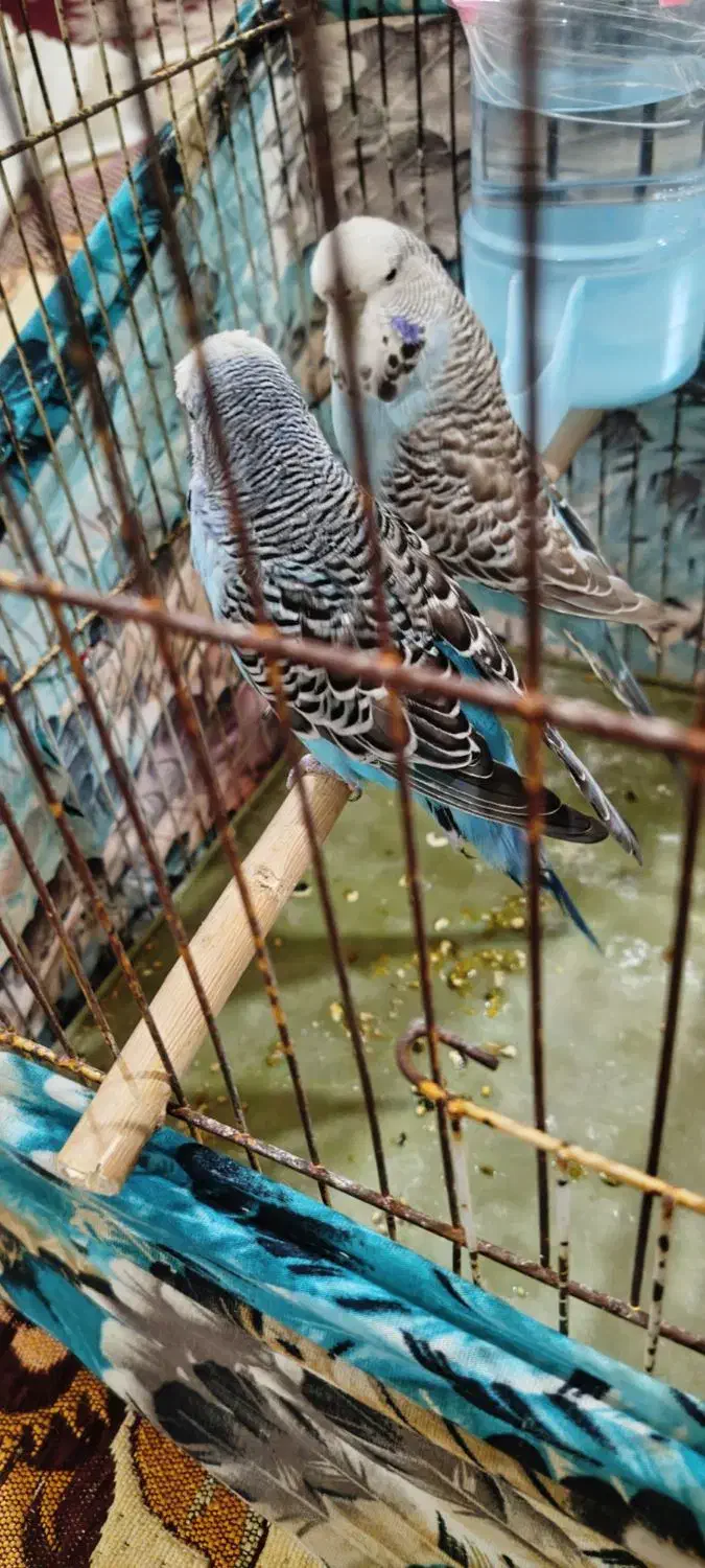 مرغشق‌هلندی‌وانگلیسی|پرنده|تبریز, |دیوار