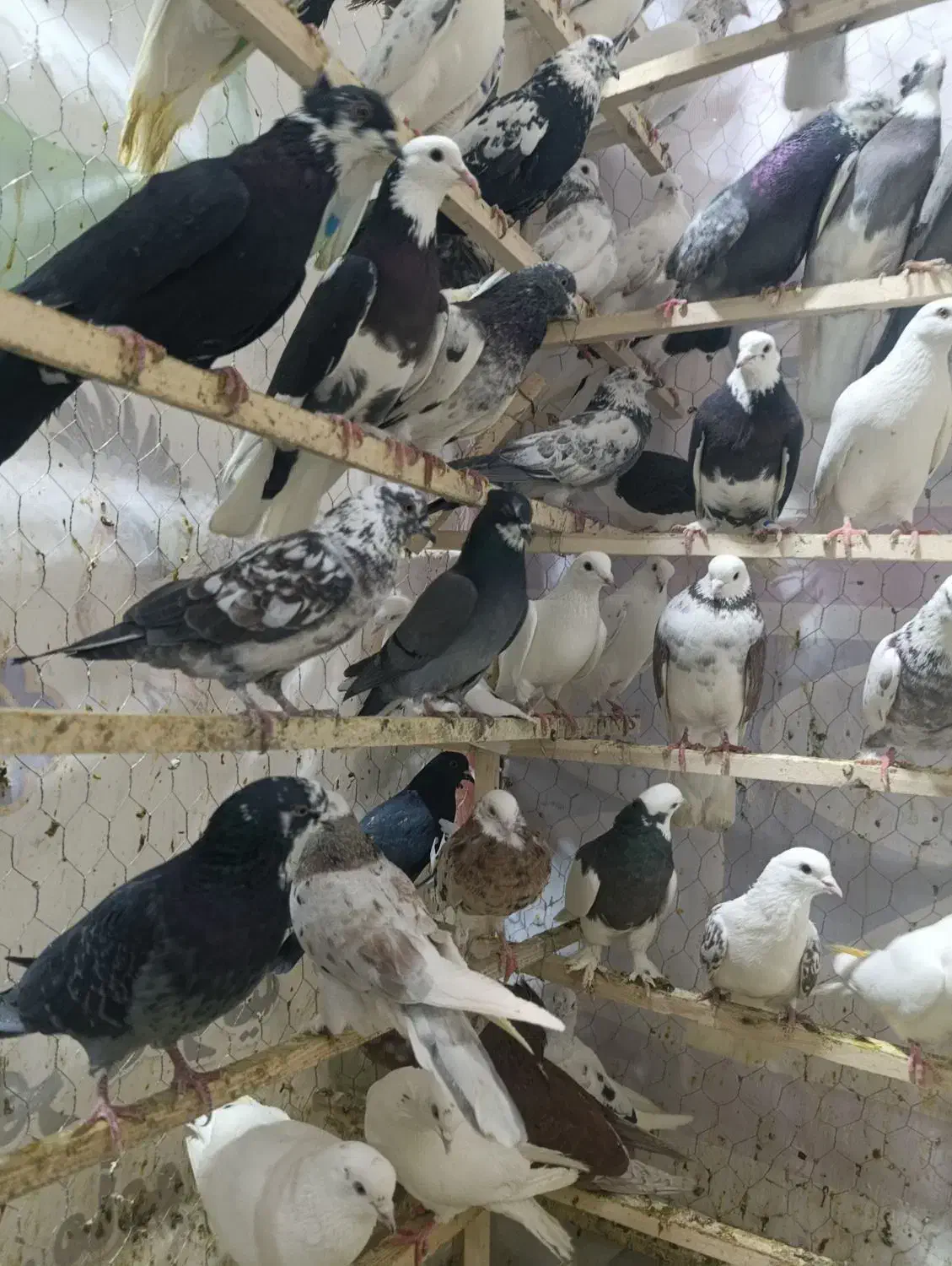 کفتر|پرنده|زرندیه, |دیوار