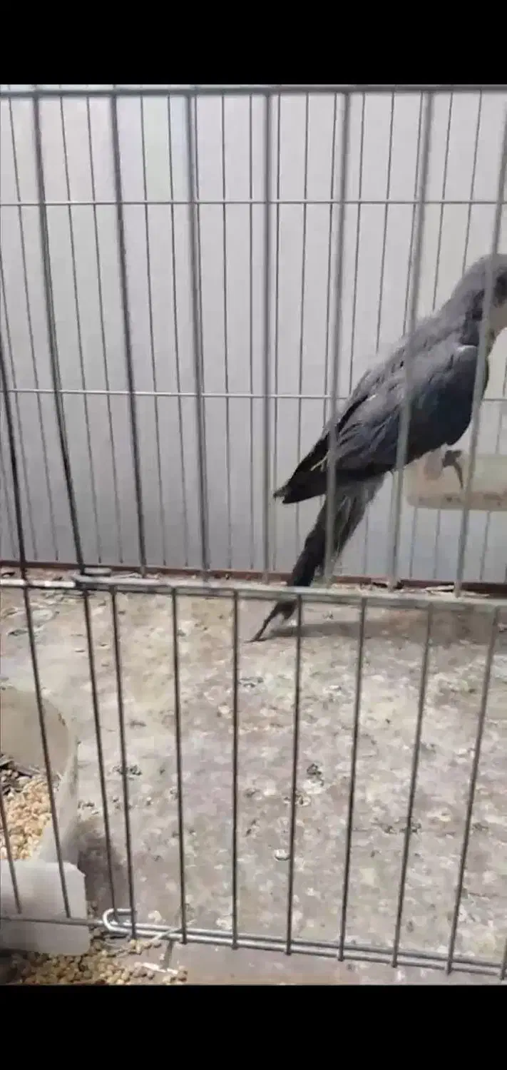 جفت گرینچیک رنگ خاص|پرنده|بناب, |دیوار