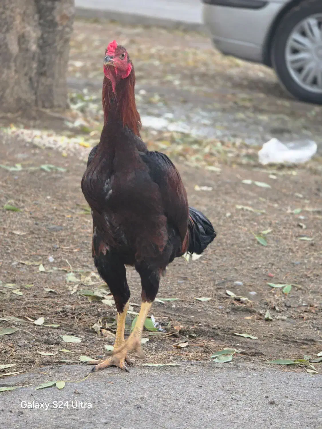 جوجه لاری سه ماهه و نیمه|حیوانات مزرعه|بروجرد, |دیوار