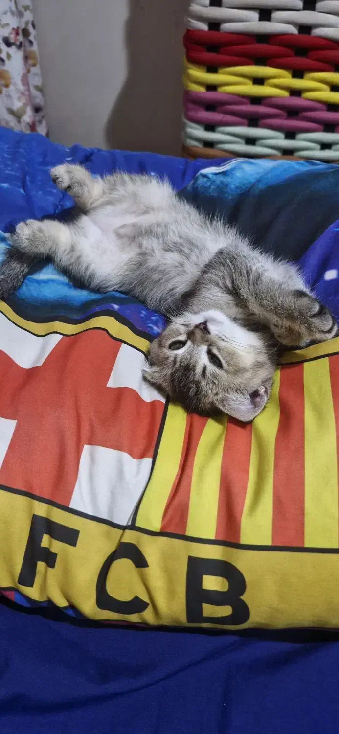 بریتیش اصیل شناسنامه دار بلک اند گلد ۳ماهه|گربه|تهران, شمشیری|دیوار