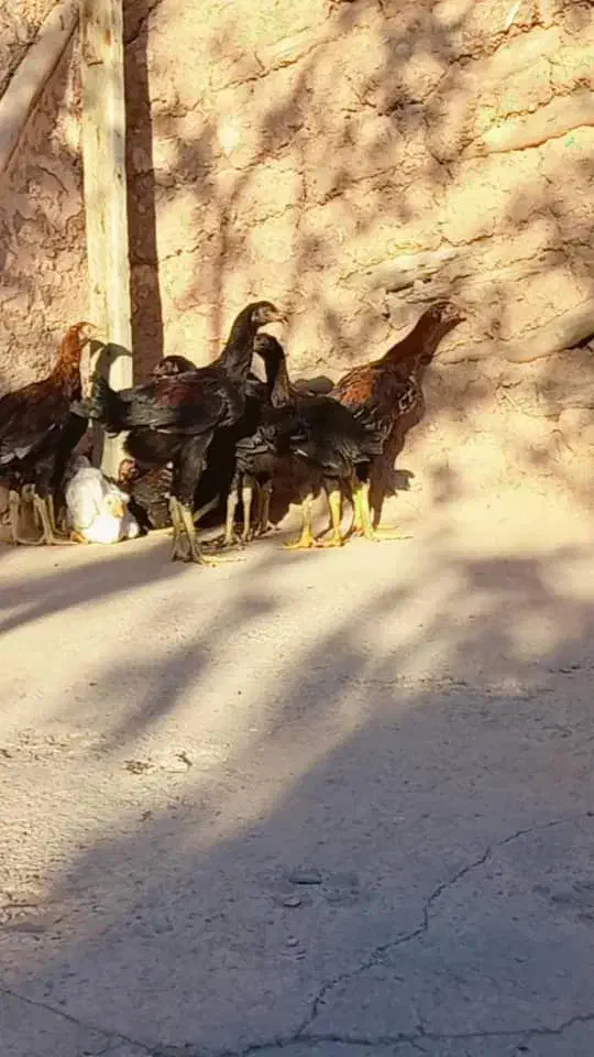 مرغ وخروس|حیوانات مزرعه|لوشان, |دیوار