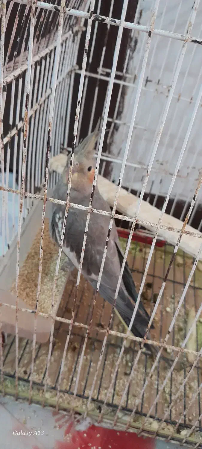 عروس هلندی نر|پرنده|ایرانشهر, |دیوار