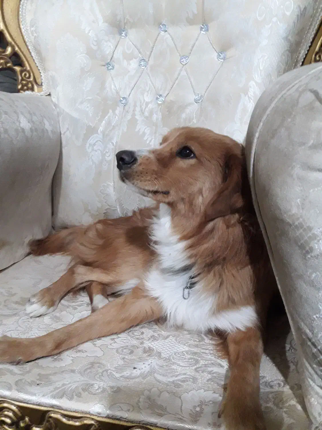 واگزاری سگ اشپیتز|سگ|کامیاران, |دیوار