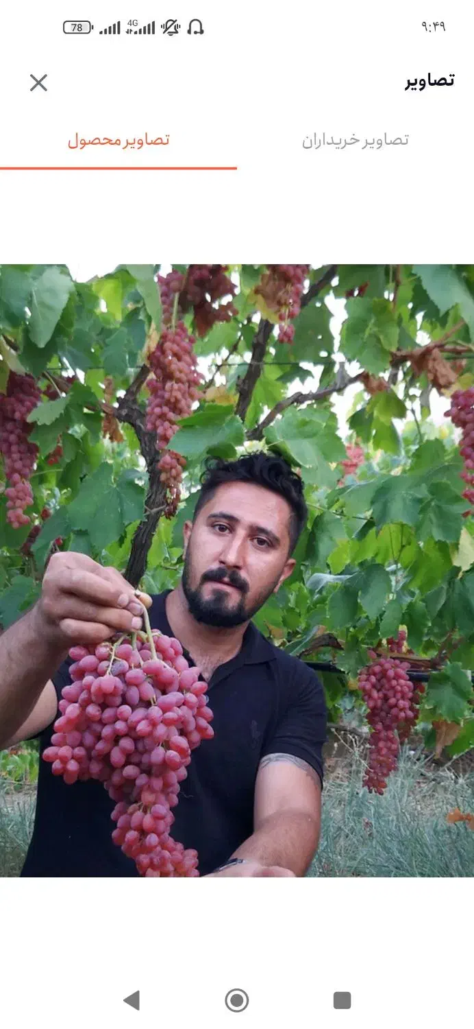 فروش نهال انگور ریشه لخت دوساله|خدمات باغبانی و درختکاری|خرمدره, |دیوار