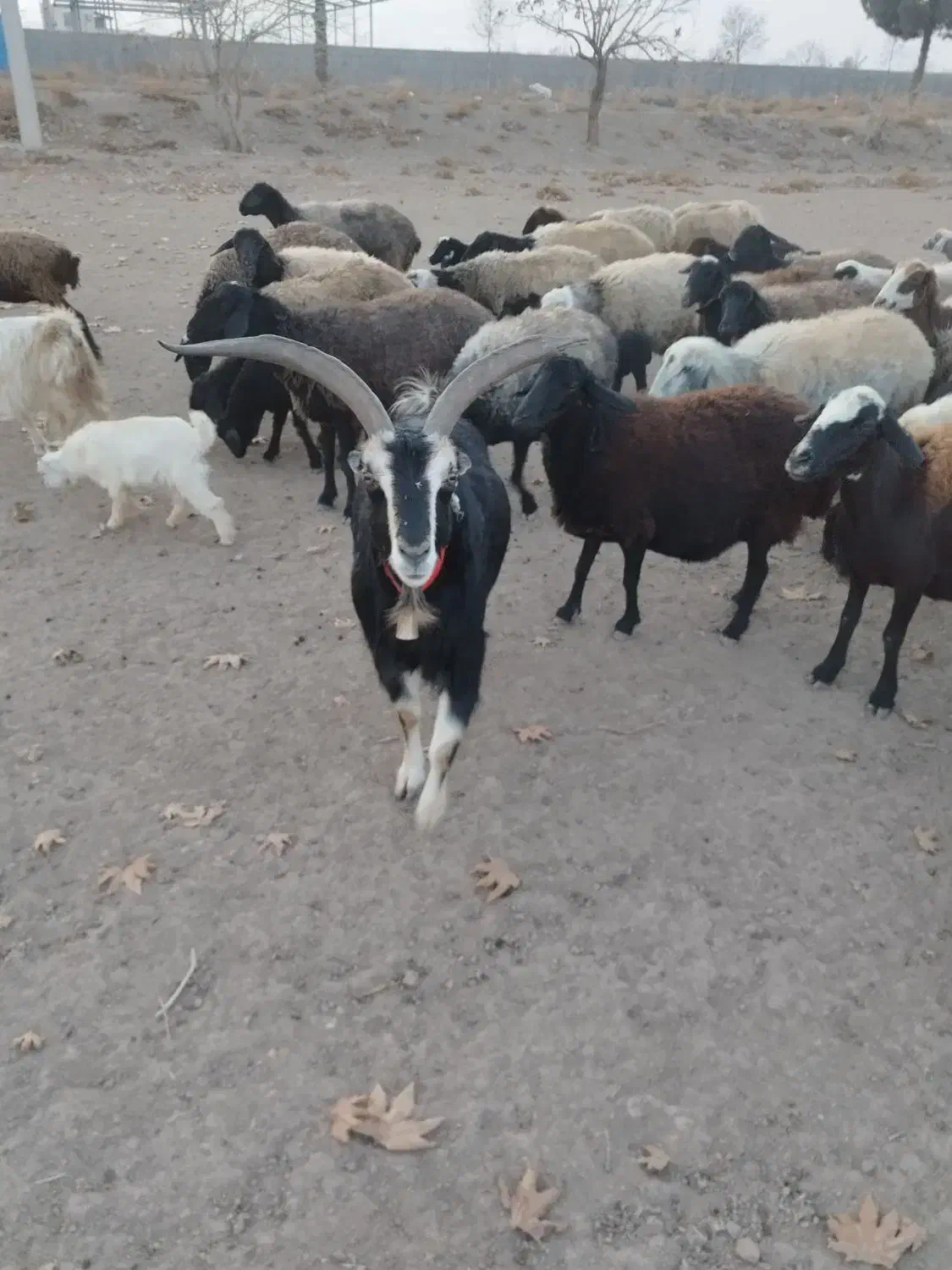 نربز|حیوانات مزرعه|جوادآباد, |دیوار