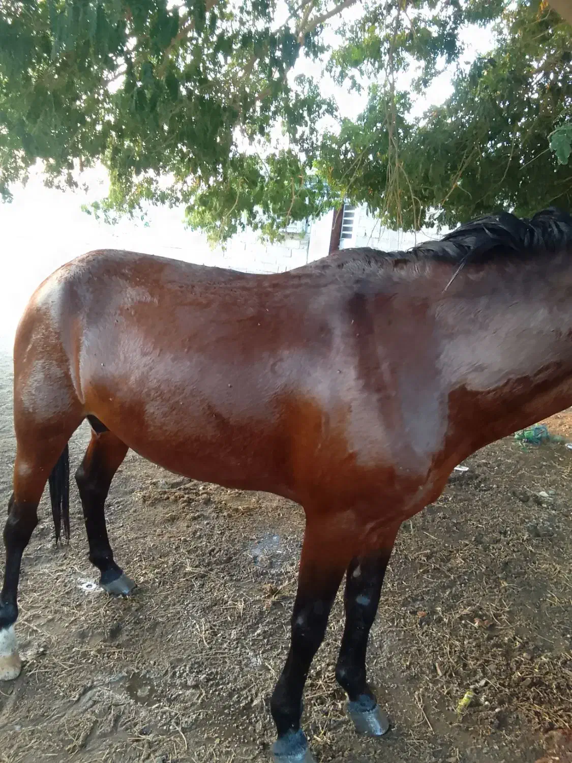 اسب|اسب و تجهیزات اسب‌سواری|اسفندقه, |دیوار