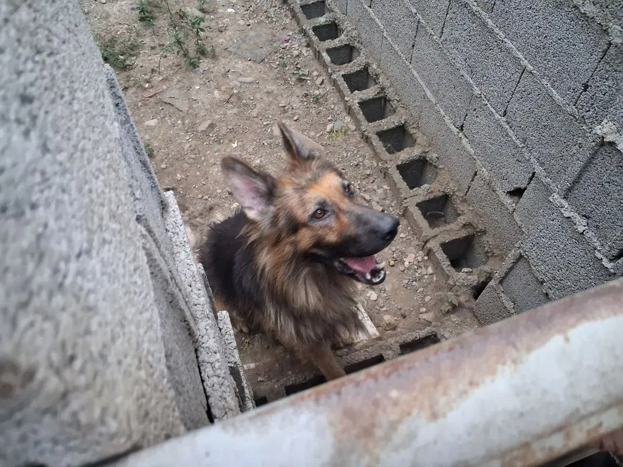 ژرمن شو لاین کینگ|سگ|شفت, |دیوار